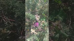 Серая горная кавказская порода пчел.Продажа пчел.Продажа пчелопакетов.Продажа маток.Гелхен.Катрух.