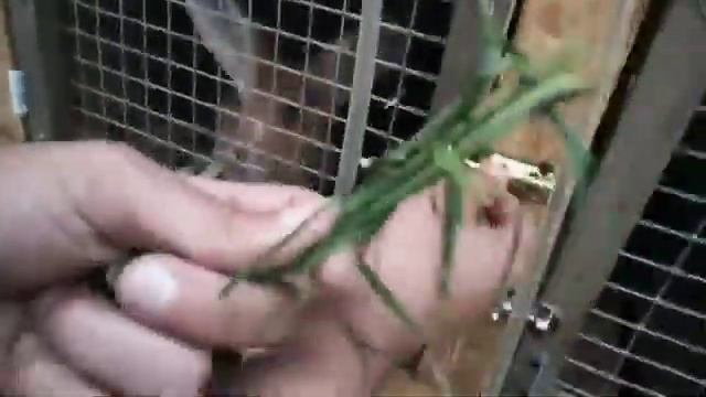 СОБИРАЕМ ЖИМОЛОСТЬ, КОРМИМ КРОЛИКОВ смотреть онлайн