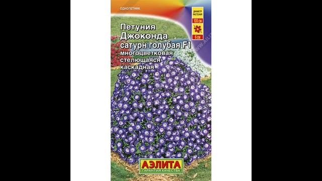 ПЕТУНИЯ серии ДЖОКОНДА. Особенности сорта. Стоит ли выращивать?