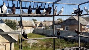 Голуби Польская крымка, Американцы, Кормилки Малоносых голубей