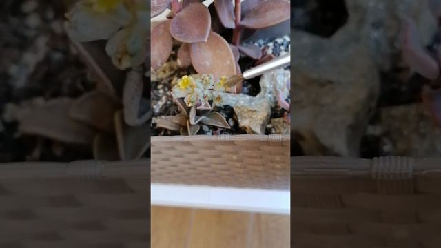 Impollinazione e ibridazione tra Echeveria e lenophyllum смотреть онлайн