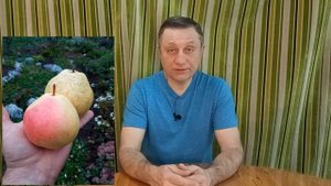Сорт груши Султан