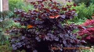 Лещина крупная Пурпуреа (corylus maxima purpurea) ? обзор: как сажать, саженцы лещины Пурпуреа