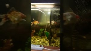 Золотые рыбки: Черные телескопы, Оранда, Красная шапочка, Ситцевая золотая рыбка