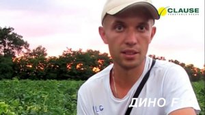 Хорошая новость, мы получили семена отличного томата ДИНО F1, CLAUSE