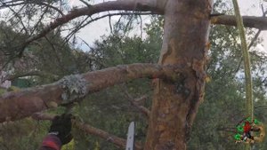 Treehelp Спил и обрезка деревьев СПб