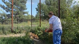 Завтрак для львицы Легенды Тайган .Крым.