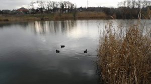 Цыганское озеро в Ростове-на-Дону