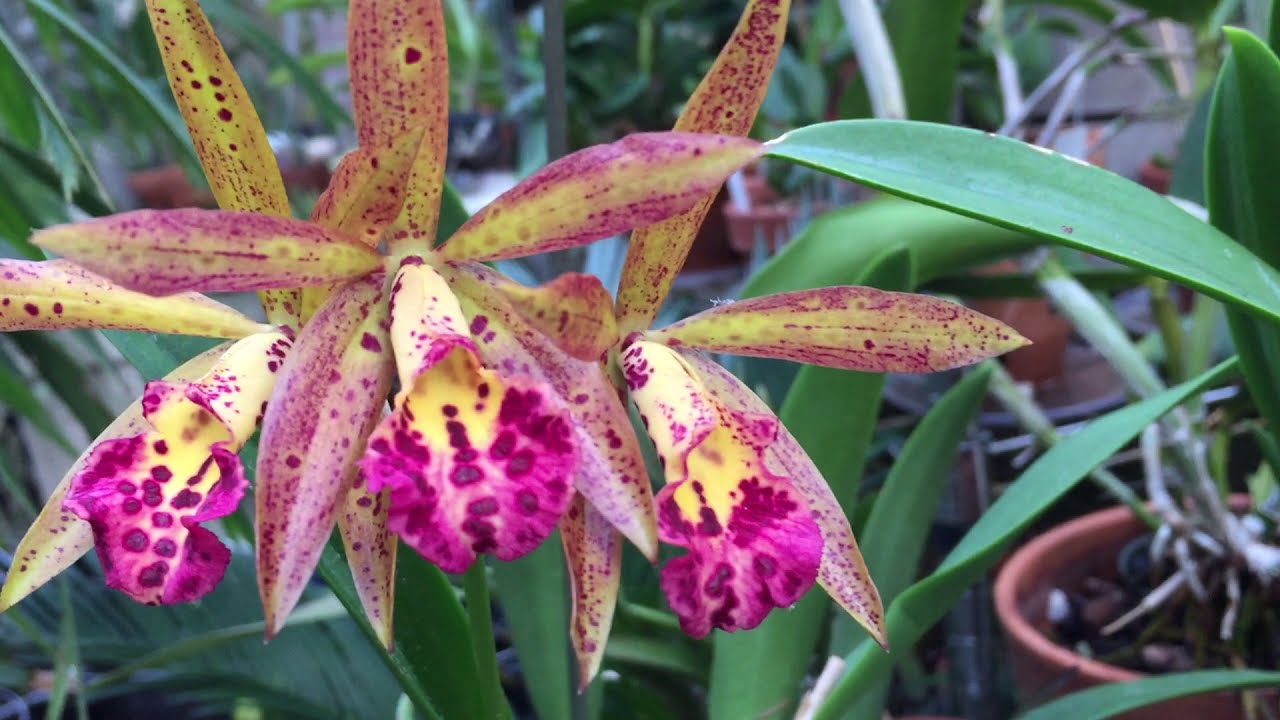 Брассокаттлея Rustic spots H&R ОБЗОР #орхидеи #брассокаттлея #орхидеиуход #орхидеипересадка