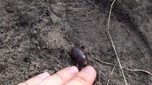 Жук навозник