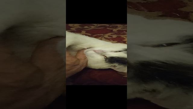 Самый ленивый, но ласковый кот#Shorts