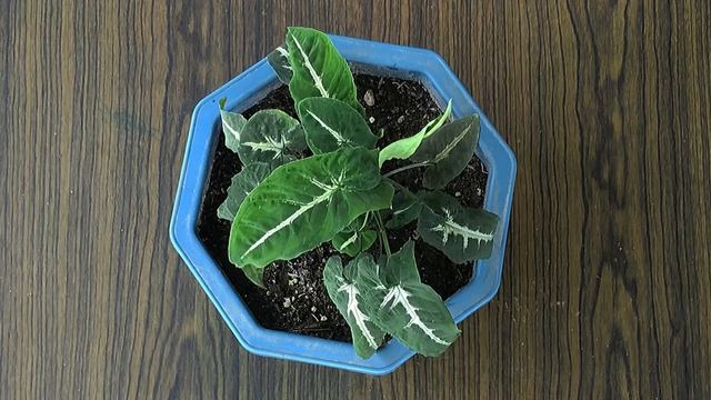 Syngonium Wendlandii ( Black Velvet | Goose Feet Syngonium PLANT OF THE WEEK + CareTips