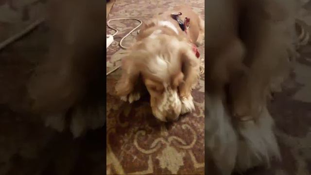 English Cocker Spaniel dog 2018 смотреть онлайн