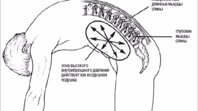 РОЛЬ БРЮШНЫХ МЫШЦ И ДИАФРАГМЫ В ПОДДЕРЖАНИИ СТАБИЛЬНОСТИ ПОЗВОНОЧНИКА ПРИ ДВИЖЕНИЯХ. смотреть онлайн