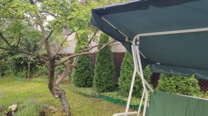 Как вырастить грибы маслята на даче?