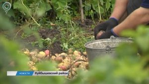 Воруют прямо с огорода. В Куйбышевском районе с участков пропала картошка