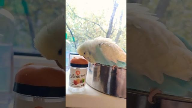 Волнистый попугай чех играет