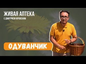 ОДУВАНЧИК / Сбор и сушка корней / Лечебный порошок из корня одуванчика // Живая аптека 2