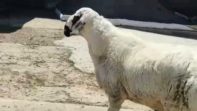 Белый кучкар.  Oq qochqor. Белый баран 🐑 😻