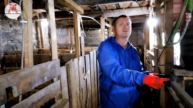 Миллион на свиньях.Корм Вега эксперимент.