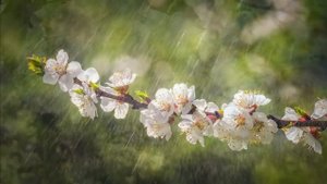 "Пусть весна для тебя счастливой будет!"