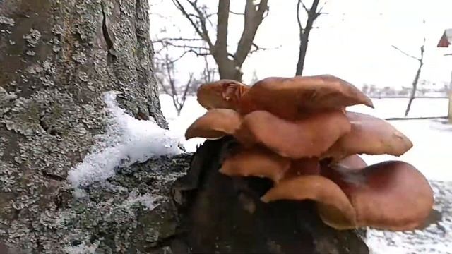 Зимние грибы смотреть онлайн