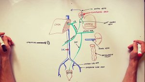 Portocaval Anastomoses - ANATOMY Tutorial