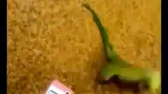 Попугай танцует под dubstep смотреть онлайн