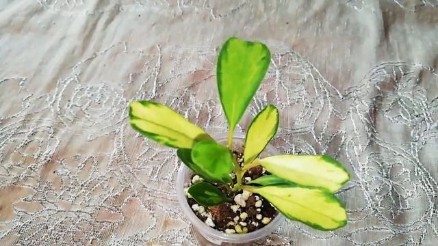 Мои новинки и укореняшки хой