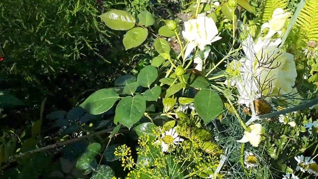 Розы после "реанимации". Не спешите выкапывать розы плохо перезимовавшие. смотреть онлайн