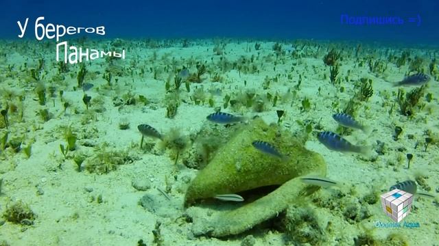 как содержать, Serranus tortugarum, Zierfische, Aquarium fish, pesci d'acquario, 觀賞魚, Zuchtfische смотреть онлайн