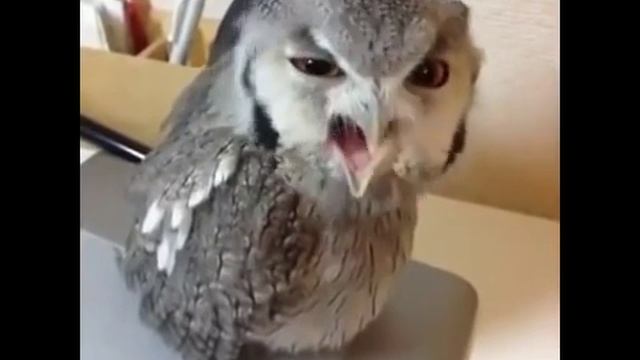 Когда хочешь привлечь внимание но ты пьяный