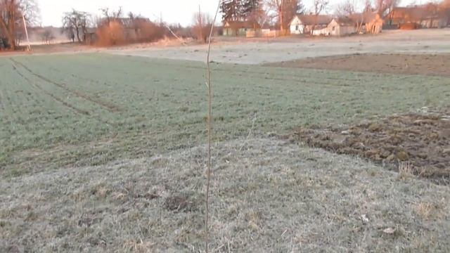 Обрезка дерева после прививки методом окулировка. Как это делаю я