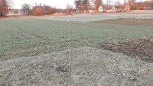 Обрезка дерева после прививки методом окулировка. Как это делаю я