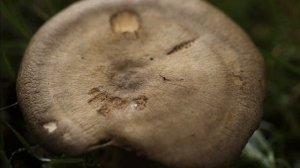 Lactarius circellatus