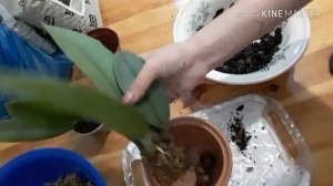 Орхидея психопсис Psychopsis. пересадка. И бонус в конце. )