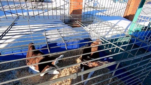 ГОЛУБИ на РЫНКЕ-апрель,2023г и не только.ЦЕНЫ ПРИГЛАШАЕМ. смотреть онлайн