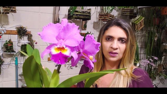 Cattleya labiata & Cattleya persivaliana! 😘 смотреть онлайн