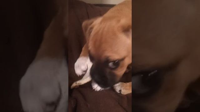 Eric the Pug cross Jack Russell eats Elsie's chew смотреть онлайн