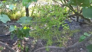 Как увеличить размер ягод винограда