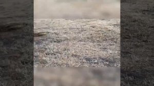 Тюкуем овёс на сено. Как затюковать сено?