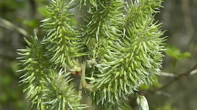 salix cinerea смотреть онлайн