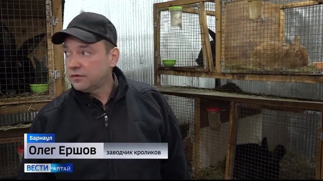 На Алтае живёт заводчик кроликов с двадцатилетним стажем смотреть онлайн
