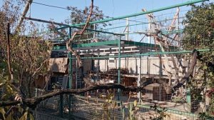 Строительство голубятни для почтовых голубей - часть 1 / Dovecote construction for carrier pigeons