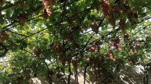 Виноград Маникюр фингер(Япония)на беседке виноградник Король В. Н. г. Краснодар.