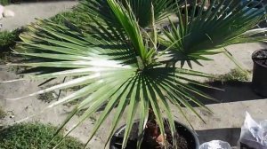 Washingtonia robusta/filifera