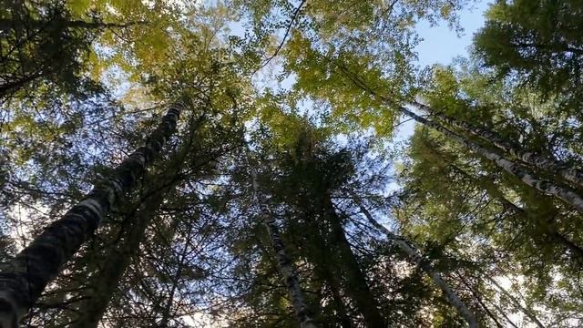 Двухмесячные щенки в лесу в первый раз! Море грибов! Отдых в лесу! #лес #грибы #природа смотреть онлайн