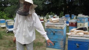 Изоляция маток, нюансы поиска. 24.07.2017 г.