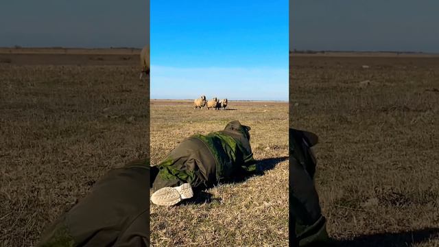 Барашки неожидали такого поворота!😅 #сочи #розахутор #адлер