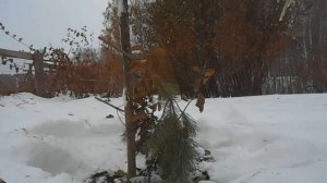В лес за лапником.Укрываю яблони.
